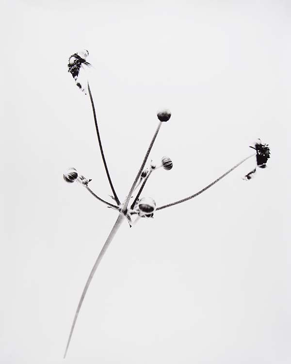 Flora_50_2013