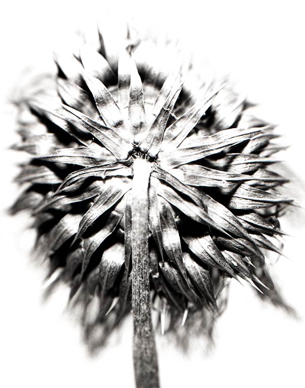 thistle_22_2018