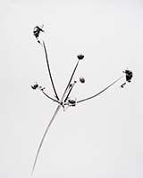 Flora_50_2013_T