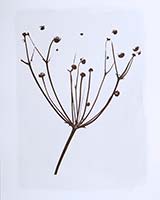 Flora_53_2013_T