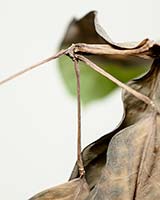 Flora_64_2016_T