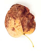 Leaf_4_2014_T