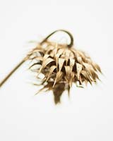 Thistle_19_2014_T