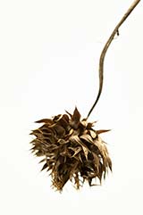thistle_18_2014_T