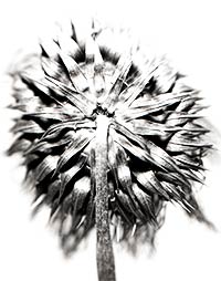 thistle_22_2018_T