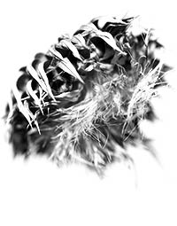 thistle_23_2018_T