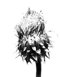 thistle_24_2018_T