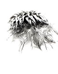 thistle_26_2018_T
